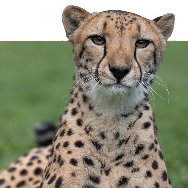 Cheetah