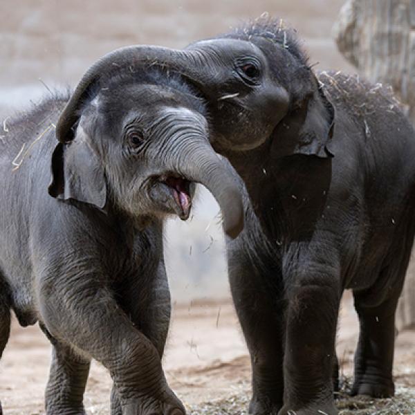 elephant calves