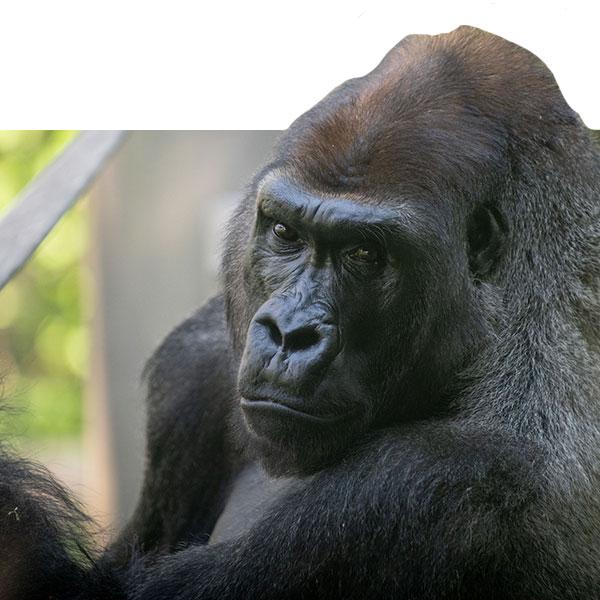 Gorilla