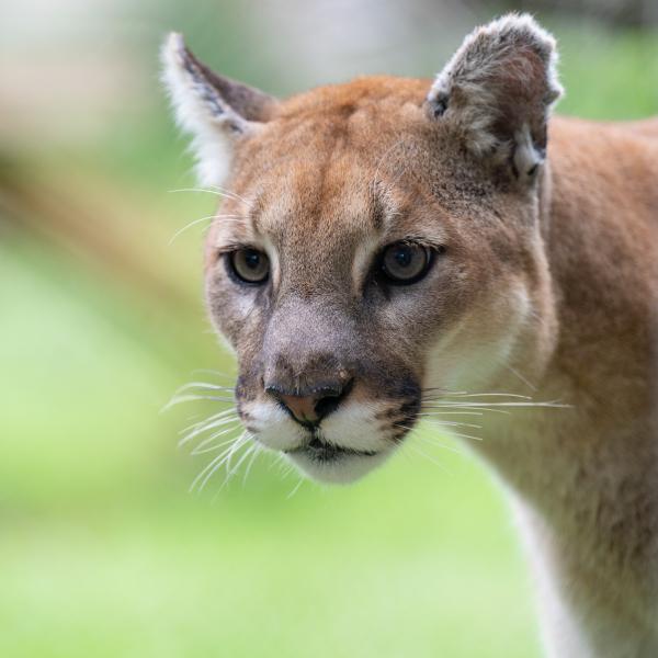 Cougar