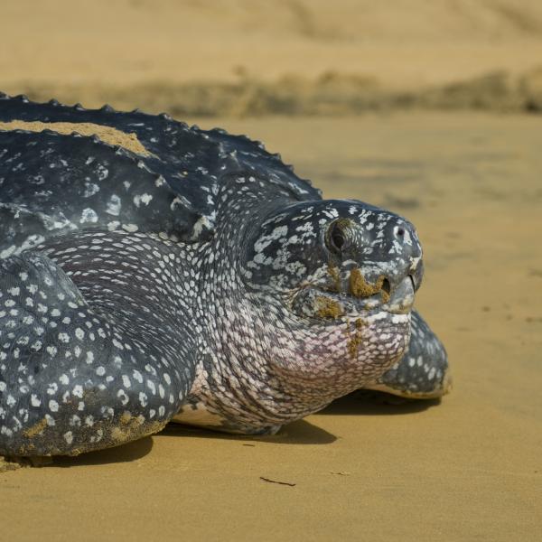 Leatherback Sea turtle