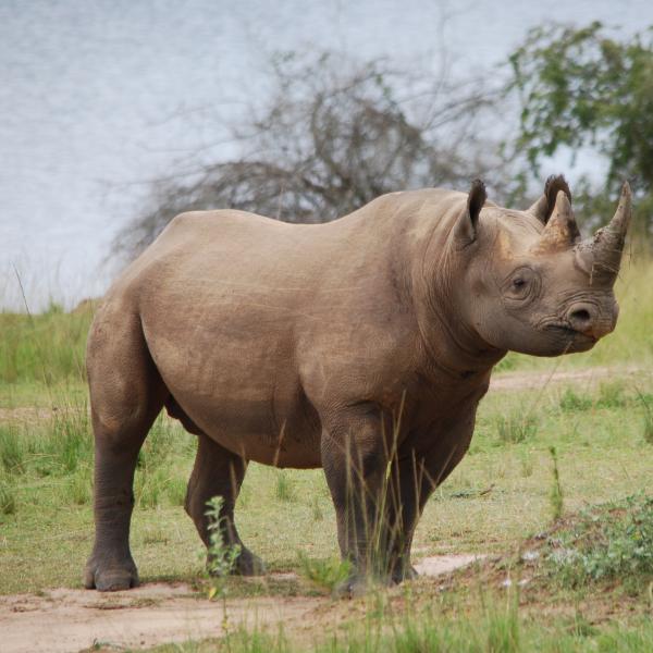 Black Rhino