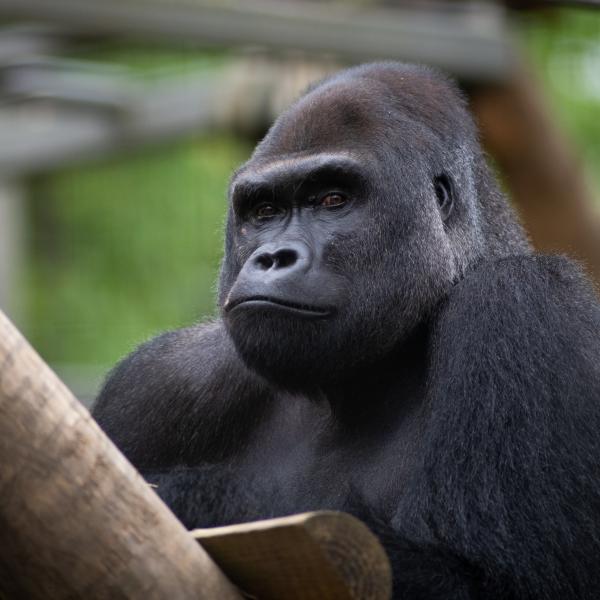 Western Lowland Gorilla