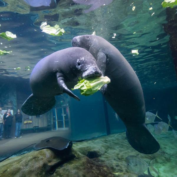 manatees eating cabbage