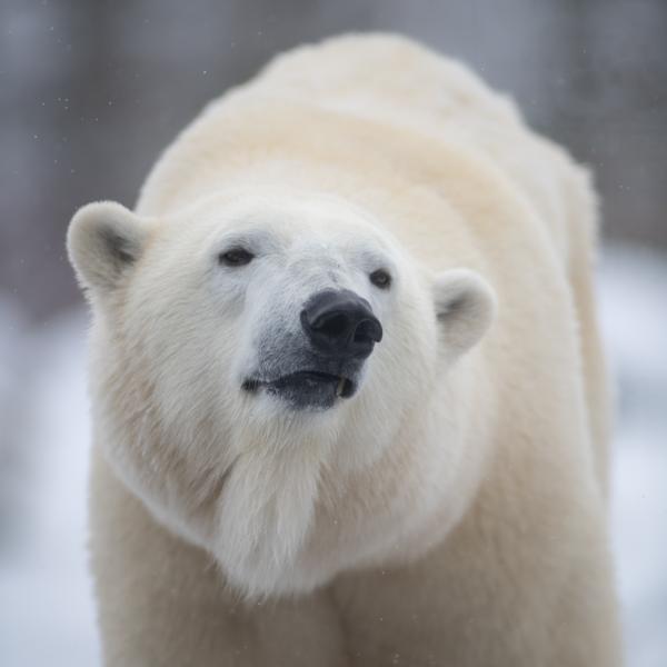 Polar Bear