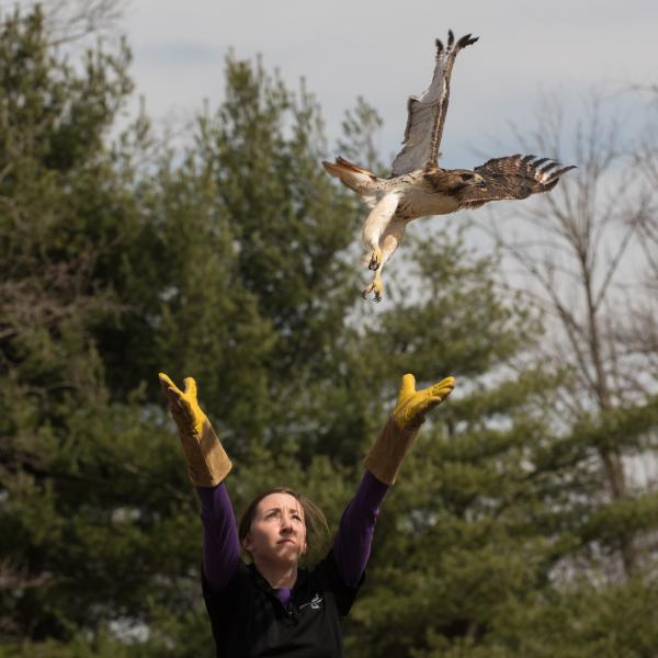 woman releasing hawk into the sky