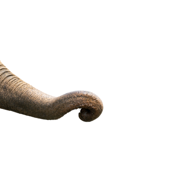 elephant trunk