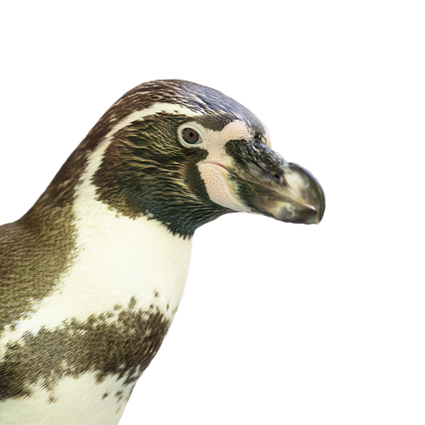 Humboldt penguin