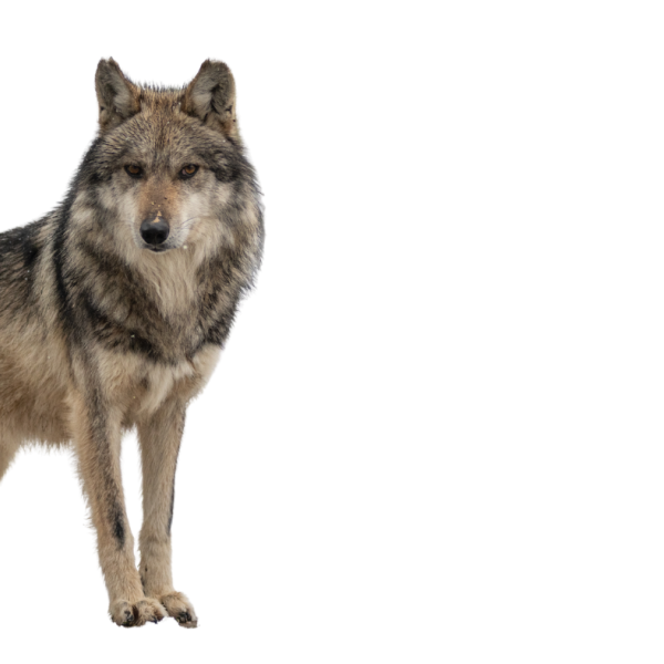 Mexican wolf