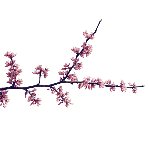 redbud branch