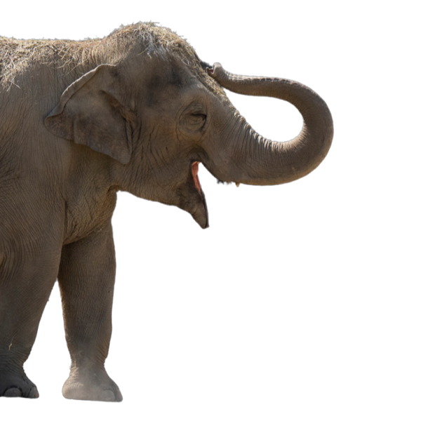 Asian elephant with trunk up