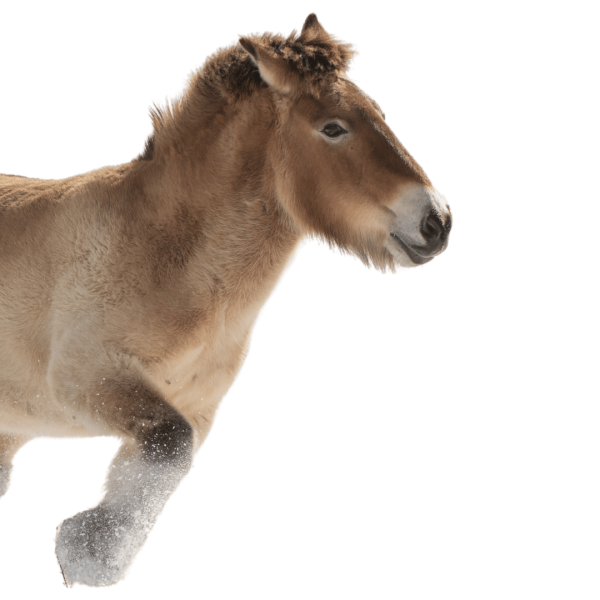 Prz horse