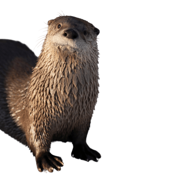 river otter