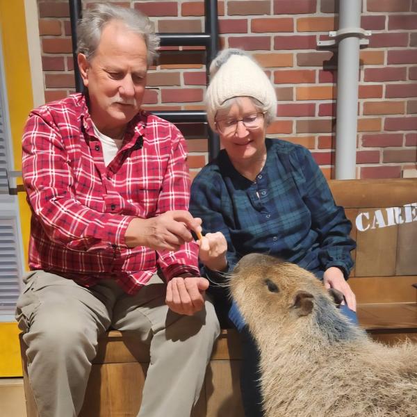 two people feeding a capybara