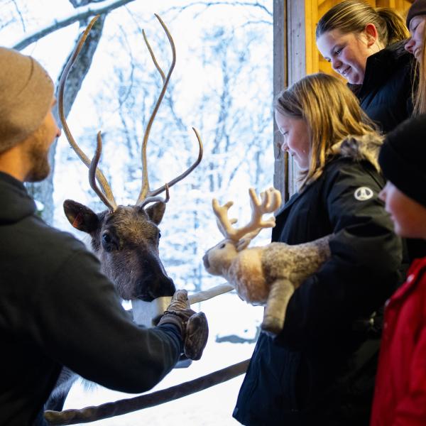 child feeding reindeer