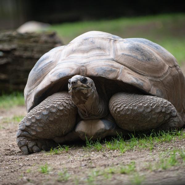 Aldabra Tortoise