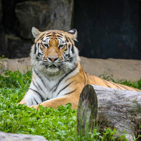 Amur tiger laying in grass