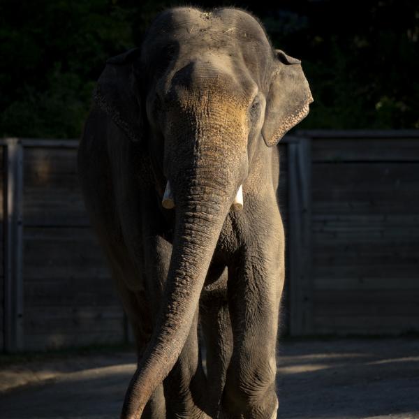 elephant bull walking