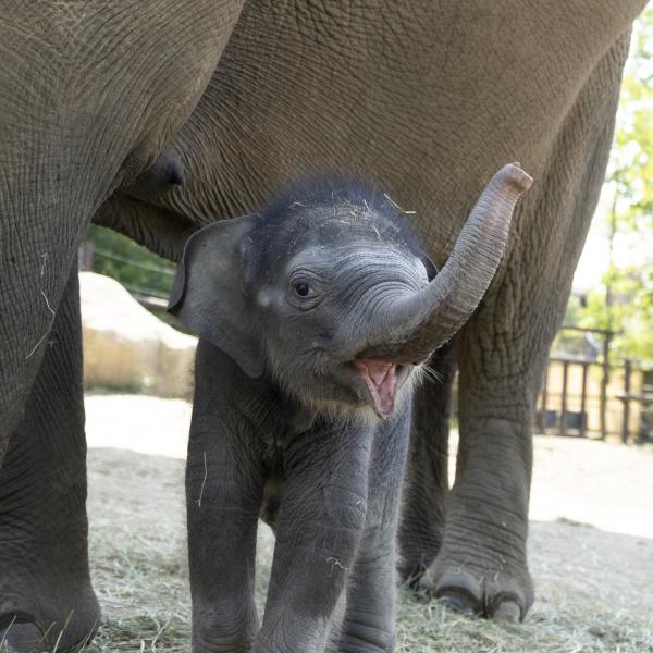 baby elephant at the Columbus Zoo