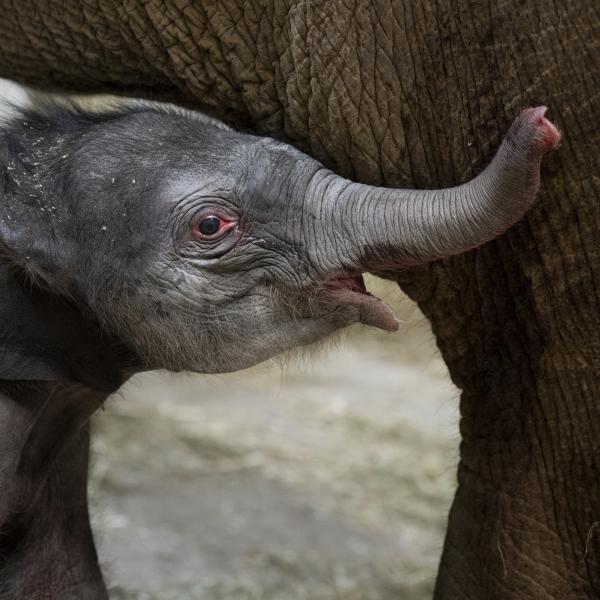 baby Asian elephant