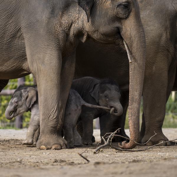 elephant calves under their mother