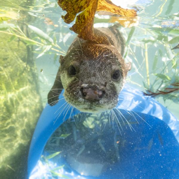 Asian Small-clawed otter swimming