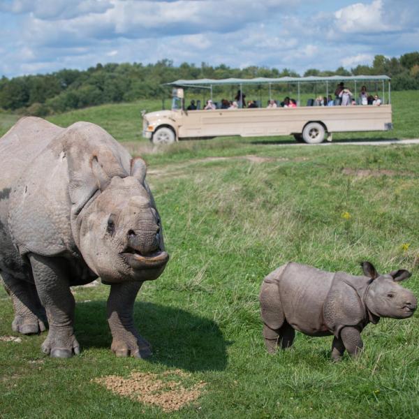 Asian one horned Rhino and calf