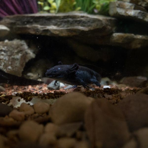 axolotl in water