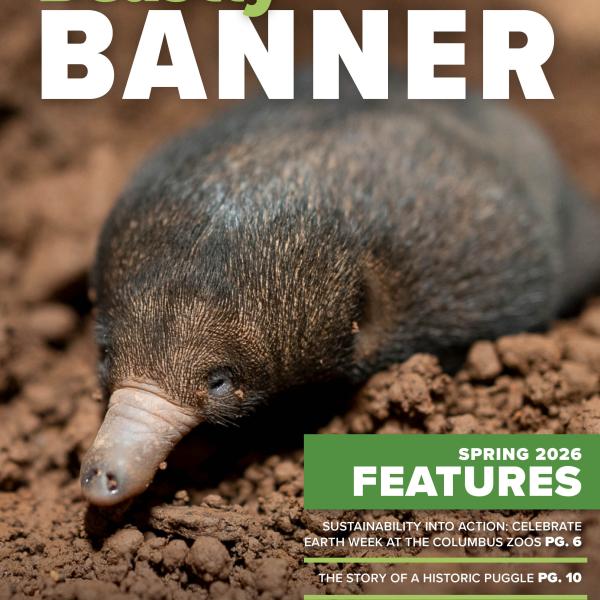 magazine cover feature an echidna puggle