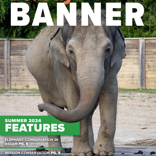 graphic for Beastly Banner magazine