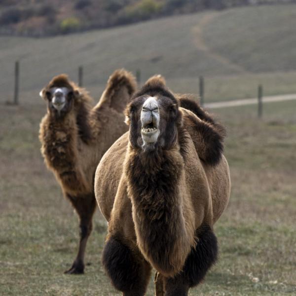 two camels in a pasture
