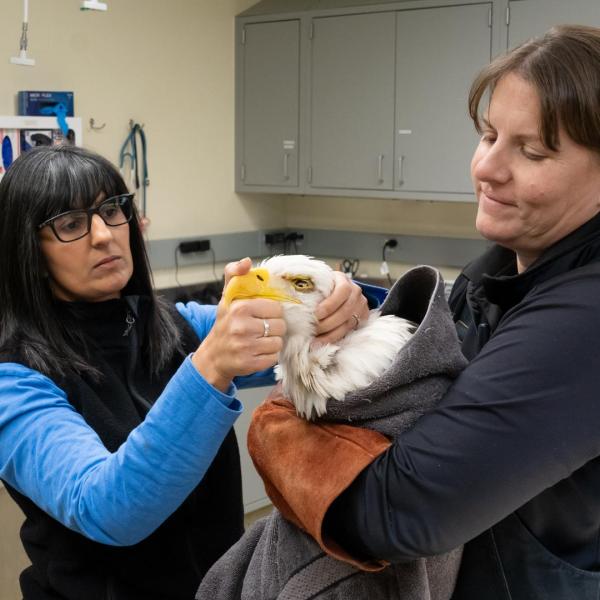 vet and curator holding eagle