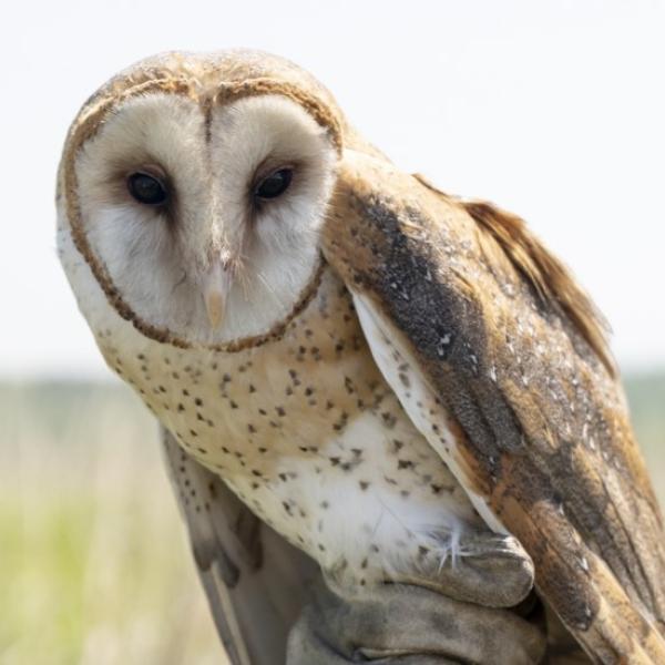barn owl