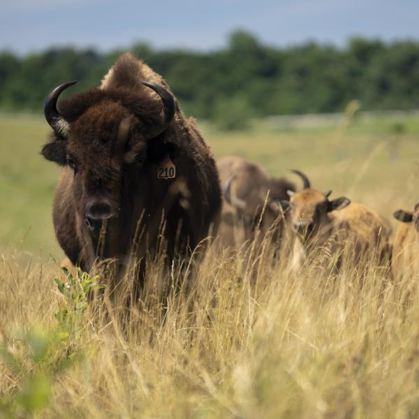 bison in pasture