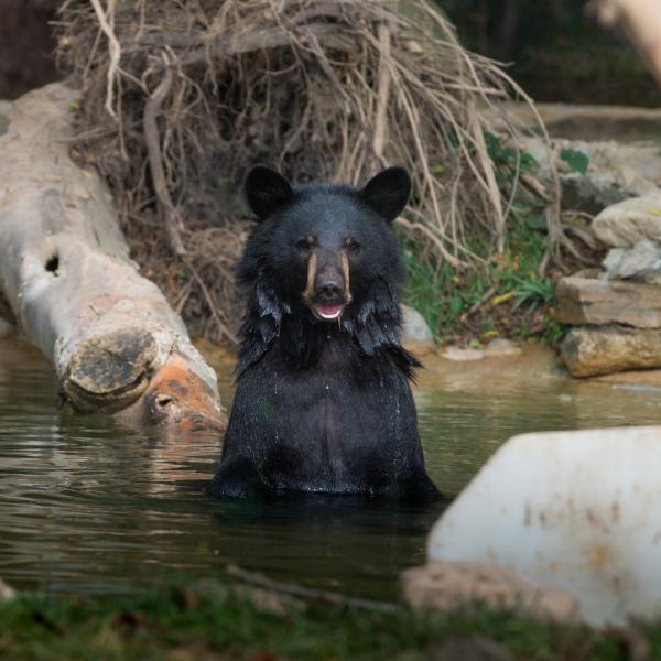 black bear in water