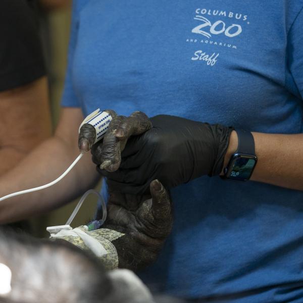 bonobo hand in medical staff hand