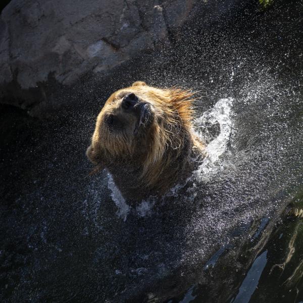 Brown bear swimming