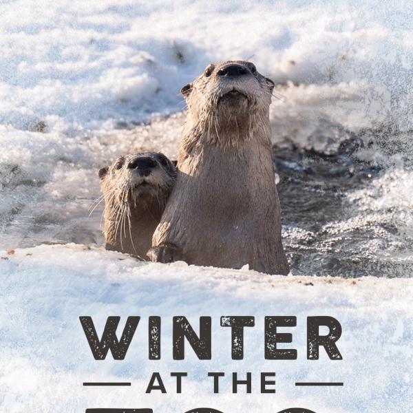 Otters in Winter