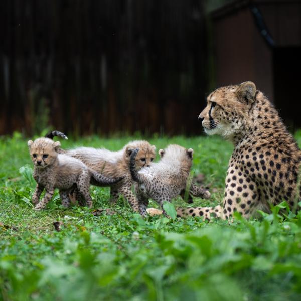 four cheetahs in grass