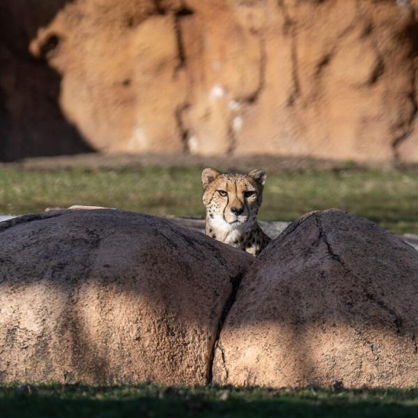 Cheetah Adrienne