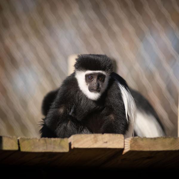 Colobus Monkey