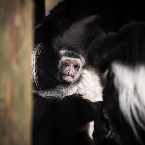 Baby Colobus Monkey