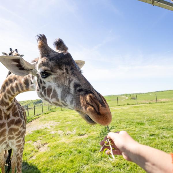 Giraffe eating