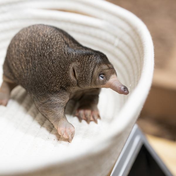 Echidna puggle being weighed
