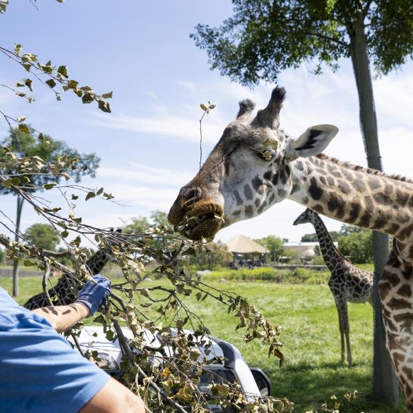 giraffe at the Columbus Zoo eating browse