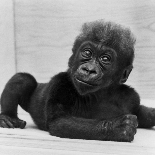 image of baby gorilla named Colo, 1957 at the Columbus Zoo