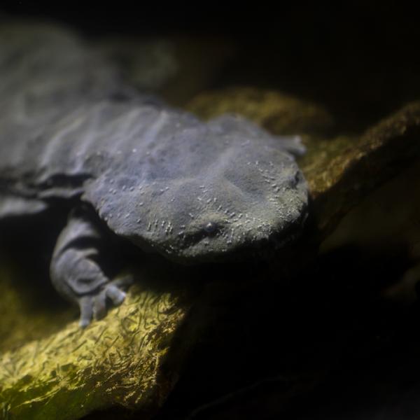 hellbender