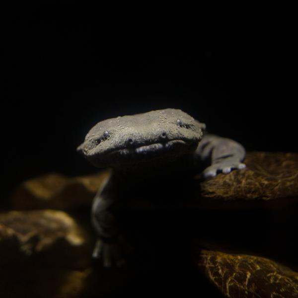 hellbender underwater
