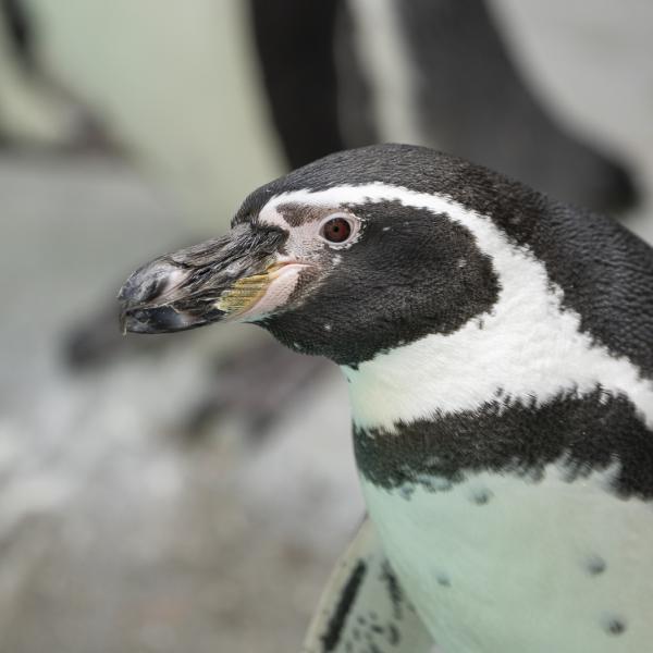 Humboldt penguin