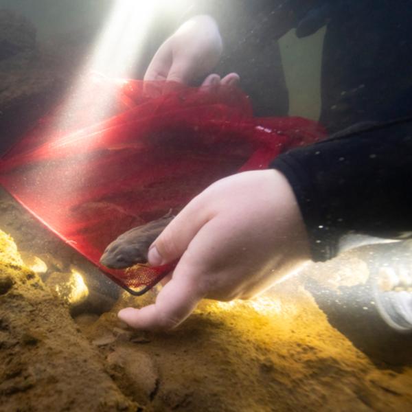 Hellbender release